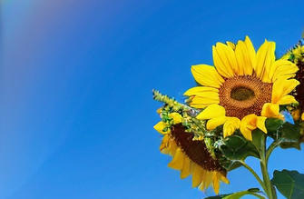 雅安期货从业资格证报考条件有什么要求-雅安期货从业资格证报考条件